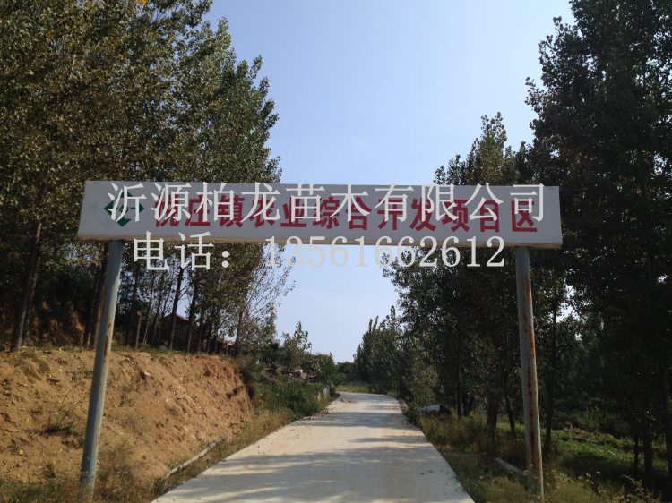 Y|(zh)su