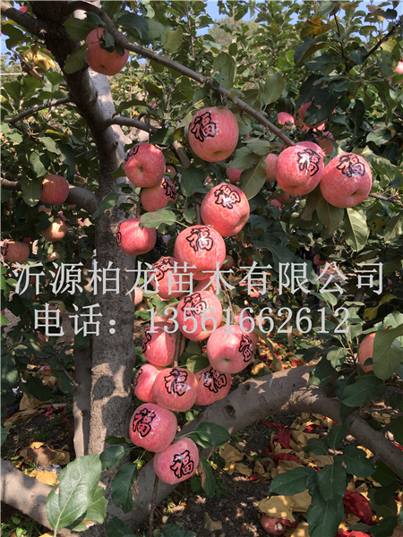 Դt(sh)
