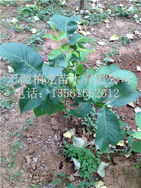 8518һY(ji)