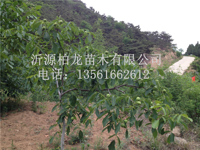 8518Y(ji)