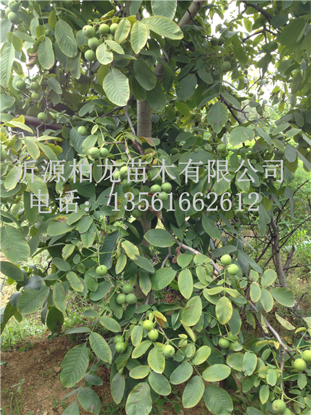 8518Y(ji)