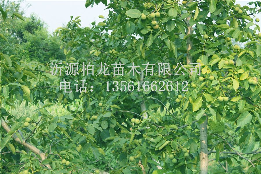 8518Y(ji)