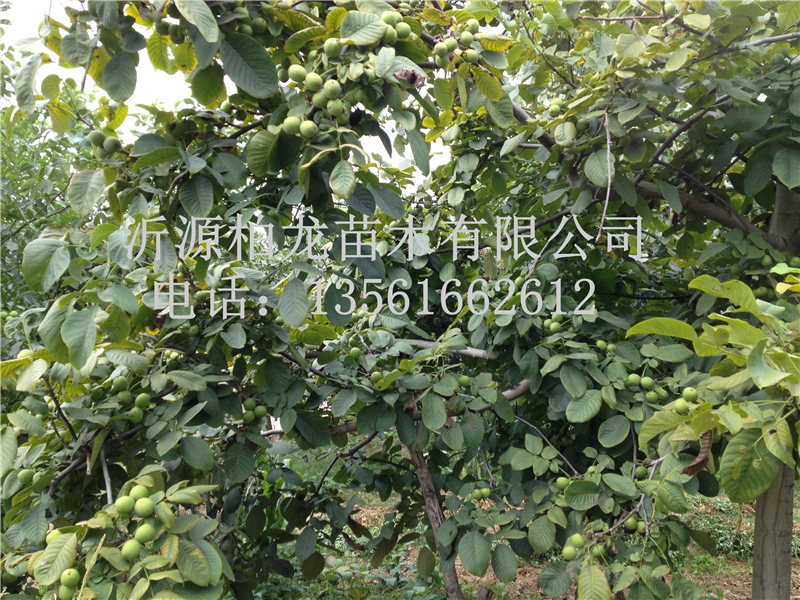 8518Y(ji)