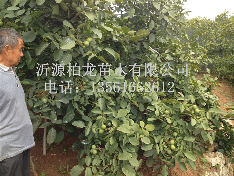 8518Y(ji)