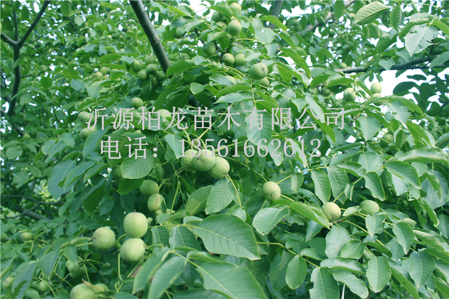 8518Y(ji)