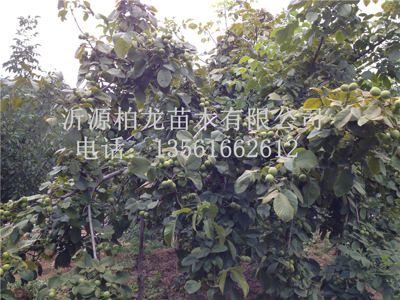 8518Y(ji)